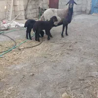 میش و بره افشاری اصل دو قلوزا