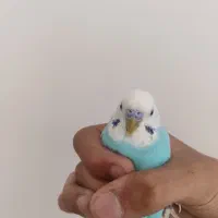 جفت پرنده