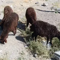 چهارتا بره ماده افشاری قرمز قلم دار ضمانتی