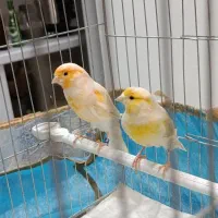 یک جفت قناری برفکی