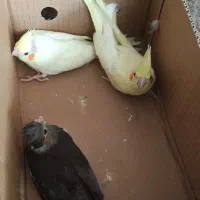 جوجه عروس هلندی