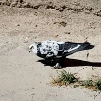 کبوتر|پرنده|شهرکرد, |دیوار