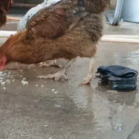 مرغ و خوروس