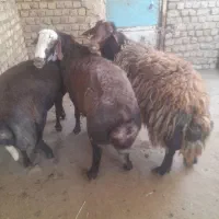قوچ بذری هترو