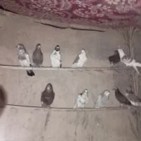 جوجه همه ساعت بالاضمانتی