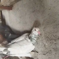 سینه سرخ طوقی دورگ پلاکی