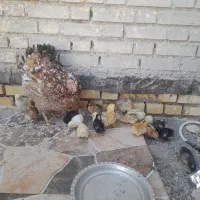 جوجه محلی