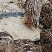 بلدرچین تخم گذار