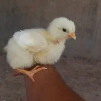 جوجه گوشتی