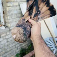 کبوتر تاپ برنجی
