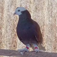 کفتر ماده