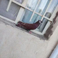 نر سرخ گوره