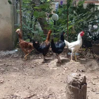 مرغ و خروس