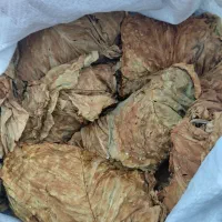 برگ زرد|گل و گیاه طبیعی|اسیر, |دیوار