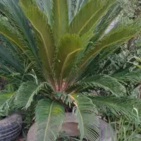 سیکاس