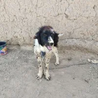 توله سگ لاس