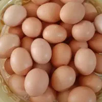 تخم مرغ محلی ارگانیک درجه یک