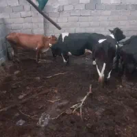 گاو  آبستن گوسفند بز کهره
