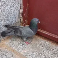 کبوتر پر