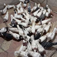 کفتر طوقی شازده