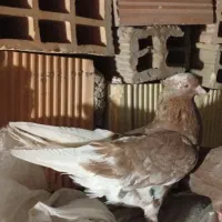 شازده سرور پرشی