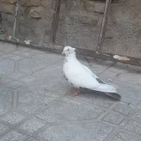 کفتر ماده دمبی کاکلی