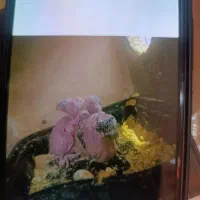 بچه عروس هلندی کوچک میبد