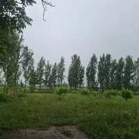 کارگر برای دامداری ورسیدگی به گاو
