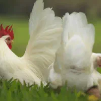 مرغ. و خروس