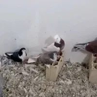 ۱۰۰۰۰۰۰|پرنده|مشهد, امیریه|دیوار