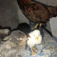 مرغ و خروس  فروشی