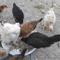 کله باری وخروس