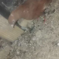 سرخ دم سفید