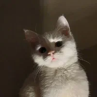 واگذاری دوتا گربه مهربون و اروم