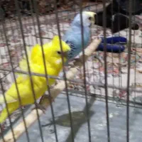 مرغ عشق مولد  پروانه ای