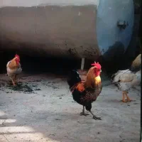 خروس  محلی جوان   دونه ای  دو ملیون