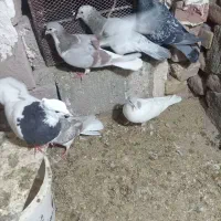 کفتر|پرنده|انابد, |دیوار