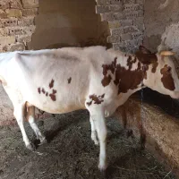 گاو  و گوساله