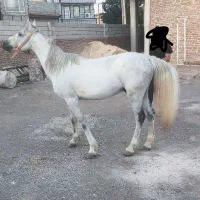 اسب نر