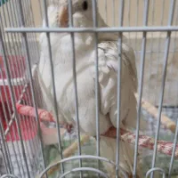 پرنده