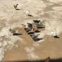 فروش جوجه
