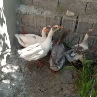 غاز
