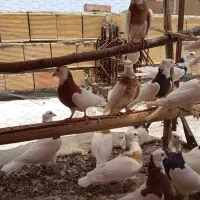 ۲۰ عدد طوقی|پرنده|تیران, |دیوار