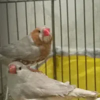 جفت فنچ