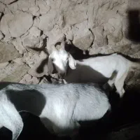 بز جوان