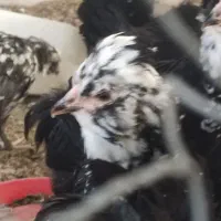 تخم مرغ گلین