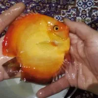 ماهی دیسکس رد ملوان