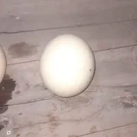 پوکه تخم شترمرغ