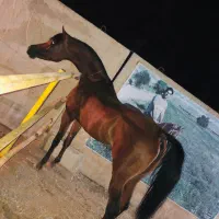 سیلمی وارداتی جهت کشش با شجره بینظیر
