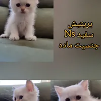 گربه اصیل اسکاتیش و بریتیش تحویل در کلینیک|گربه|مشهد, دانشجو|دیوار